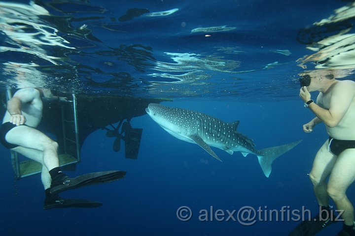 Whale_Shark-008.JPG - Looking for someone to play with